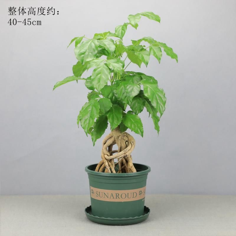 提根辛福树盆栽造型绿宝盆景四季常青室内外阳台客厅植物