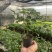 提根辛福树盆栽造型绿宝盆景四季常青室内外阳台客厅植物