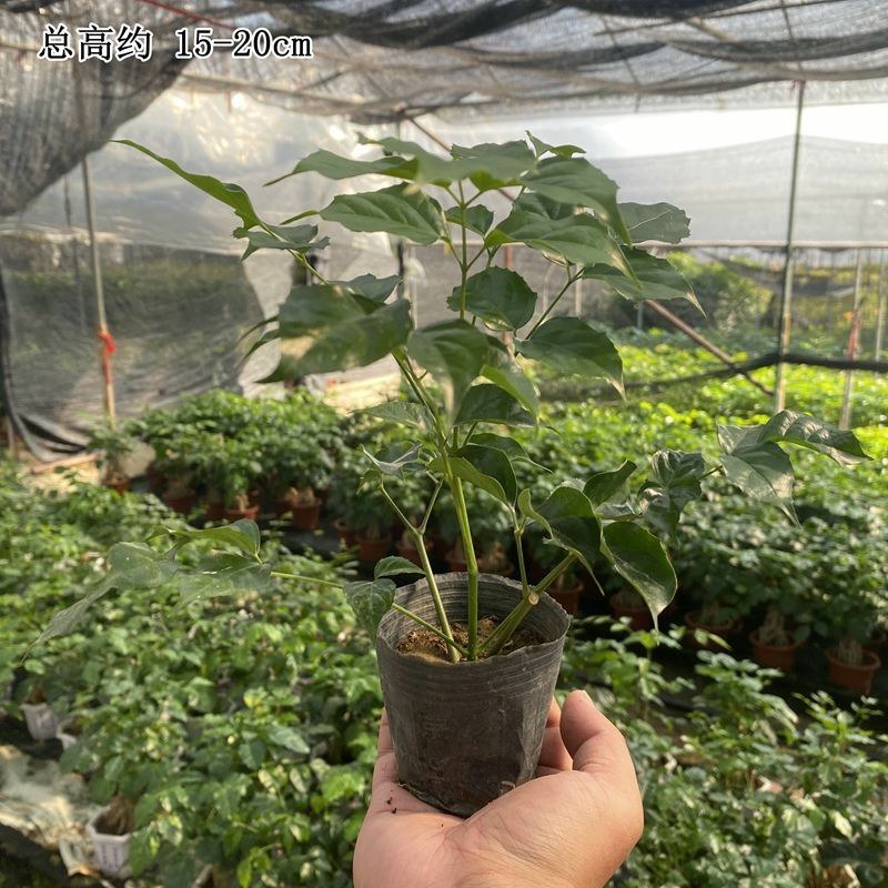 提根辛福树盆栽造型绿宝盆景四季常青室内外阳台客厅植物