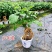 提根辛福树盆栽造型绿宝盆景四季常青室内外阳台客厅植物