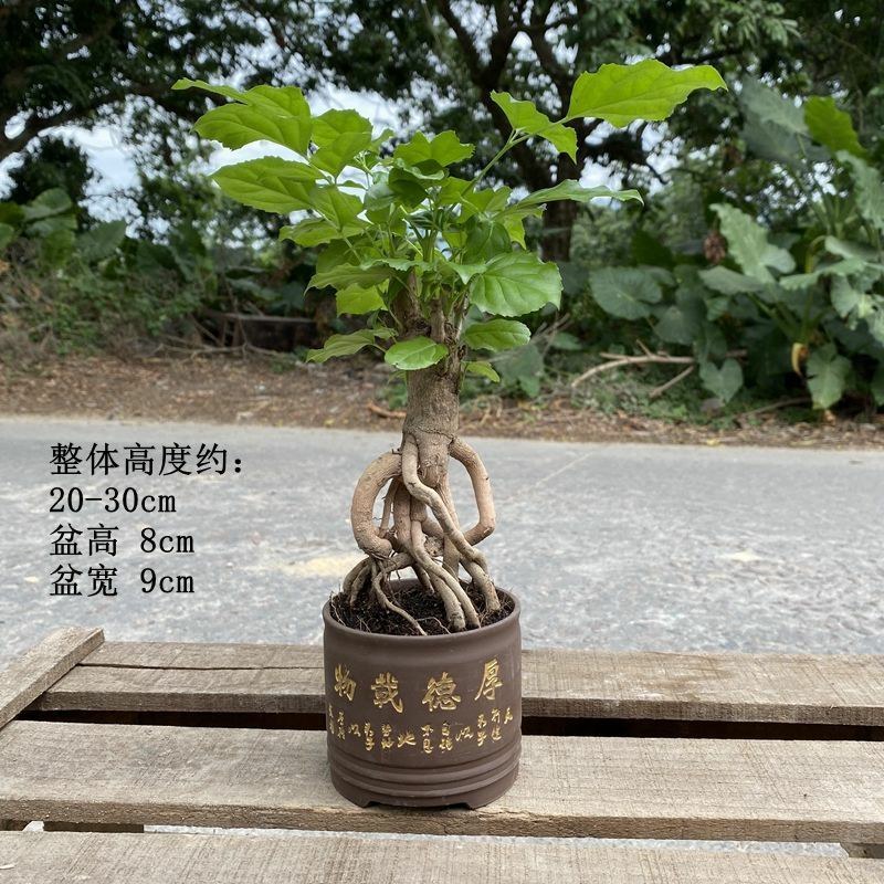 提根辛福树盆栽造型绿宝盆景四季常青室内外阳台客厅植物