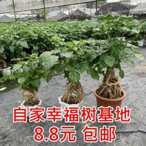 提根辛福树盆栽造型绿宝盆景四季常青室内外阳台客厅植物