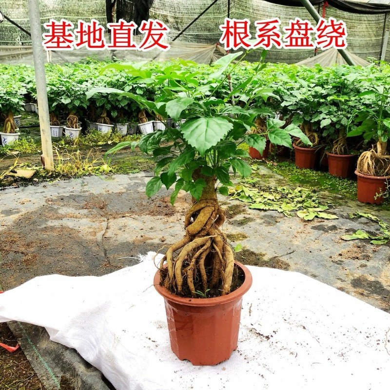提根辛福树盆栽造型绿宝盆景四季常青室内外阳台客厅植物