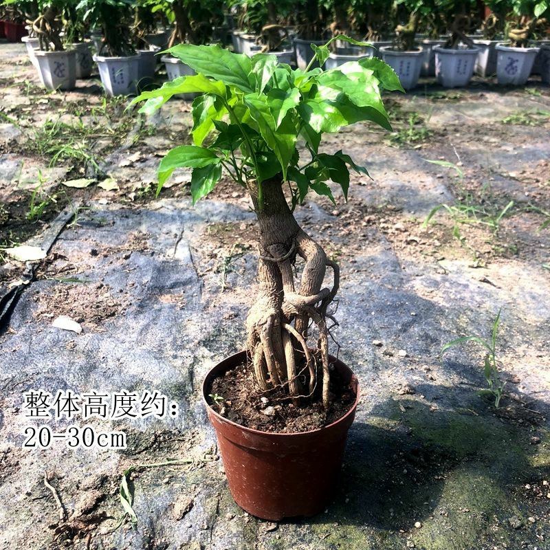 提根辛福树盆栽造型绿宝盆景四季常青室内外阳台客厅植物