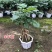 提根辛福树盆栽造型绿宝盆景四季常青室内外阳台客厅植物