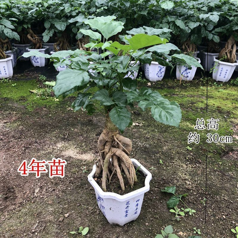 提根辛福树盆栽造型绿宝盆景四季常青室内外阳台客厅植物