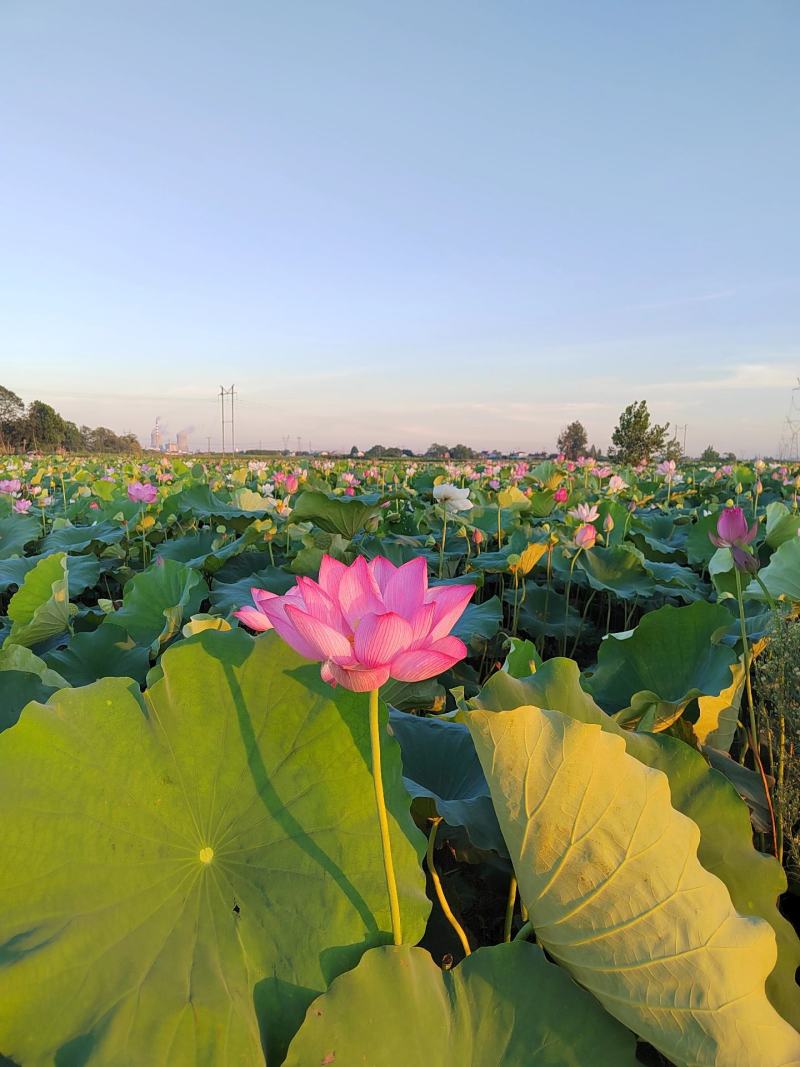 湖南无硫农家湘莲子产地直供量大从优今年新莲