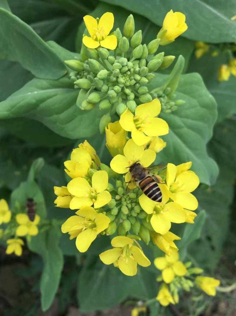 佳油1号万金油油菜种子胖荚大籽油菜籽抗倒伏不窜枝出油高油