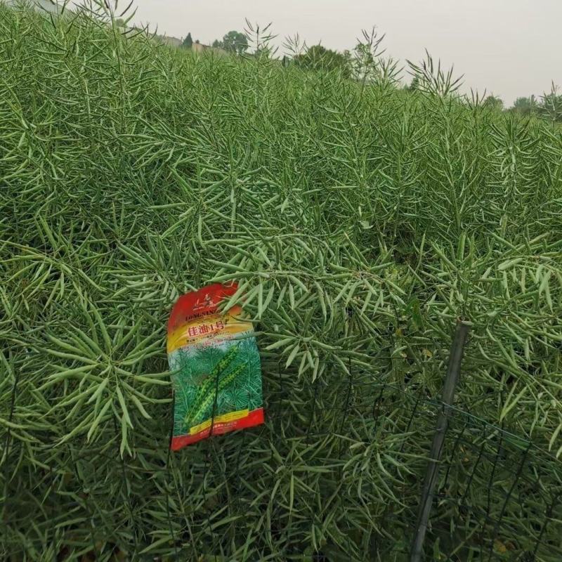 佳油1号万金油油菜种子胖荚大籽油菜籽抗倒伏不窜枝出油高油