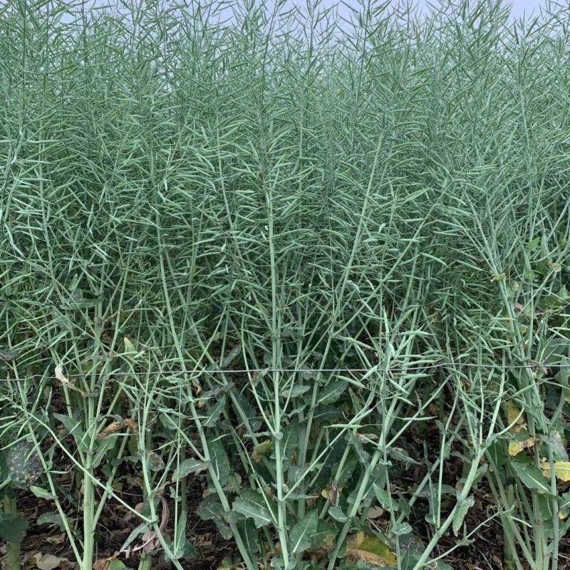 佳油1号万金油油菜种子胖荚大籽油菜籽抗倒伏不窜枝出油高油