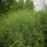 佳油1号万金油油菜种子胖荚大籽油菜籽抗倒伏不窜枝出油高油