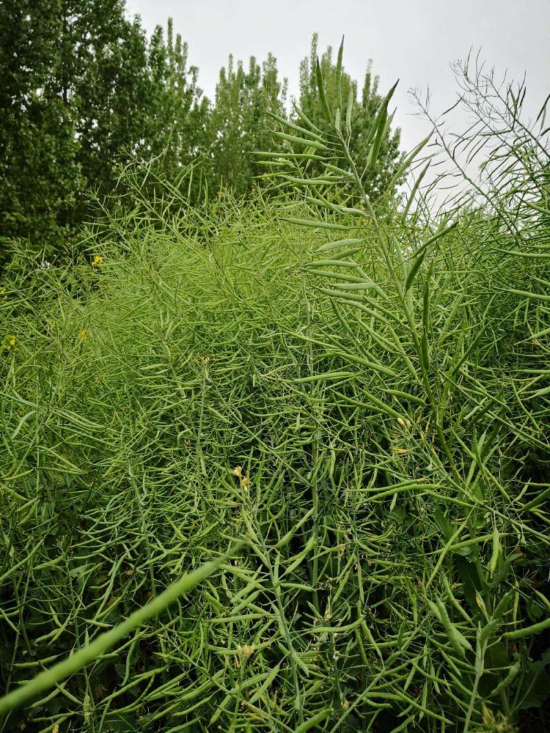 佳油1号万金油油菜种子胖荚大籽油菜籽抗倒伏不窜枝出油高油