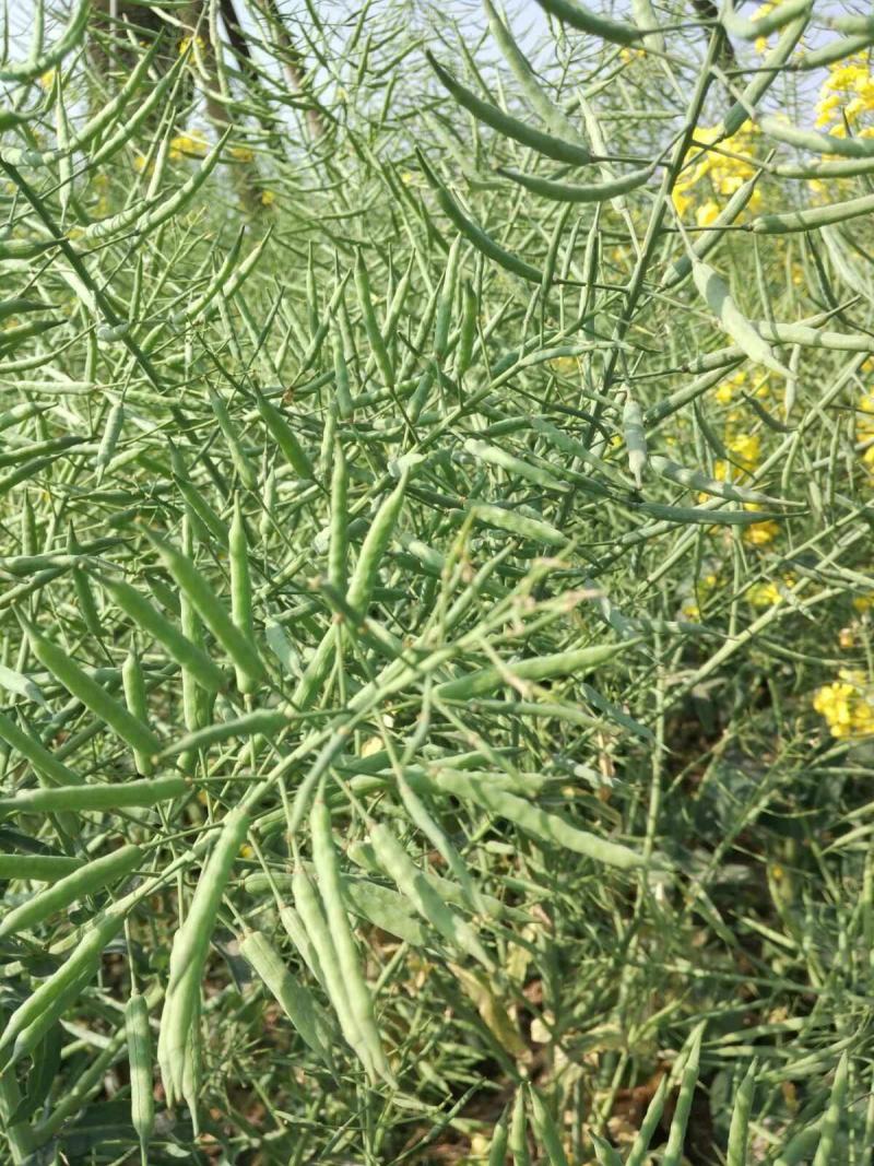 佳油1号万金油油菜种子胖荚大籽油菜籽抗倒伏不窜枝出油高油