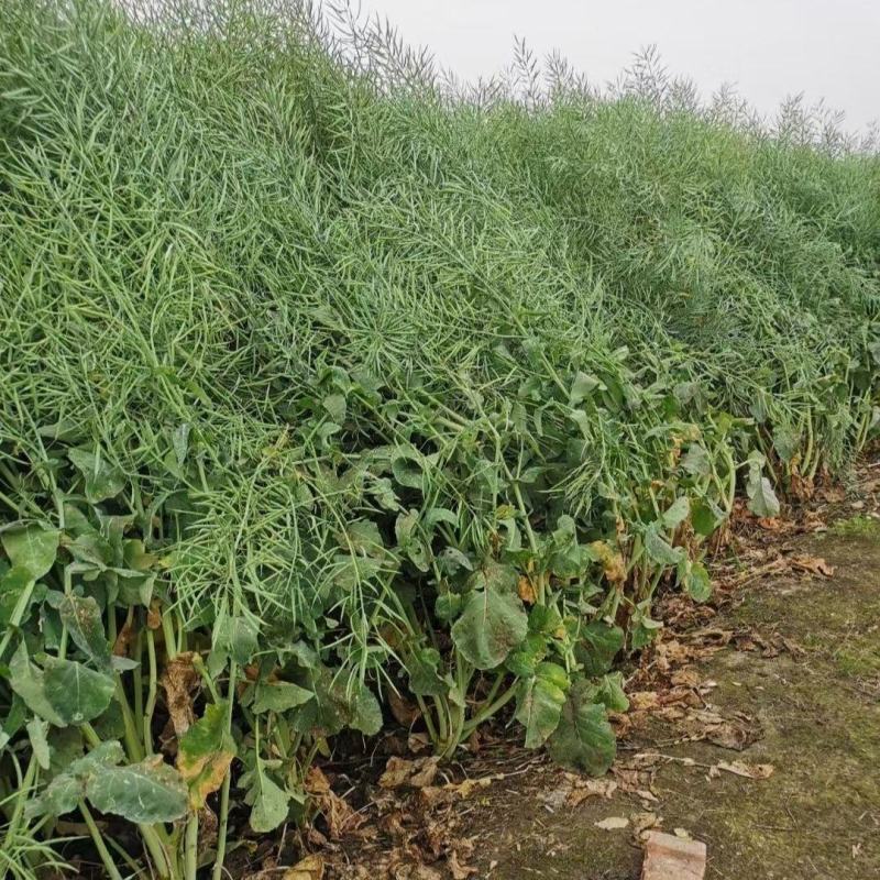 佳油1号万金油油菜种子胖荚大籽油菜籽抗倒伏不窜枝出油高油