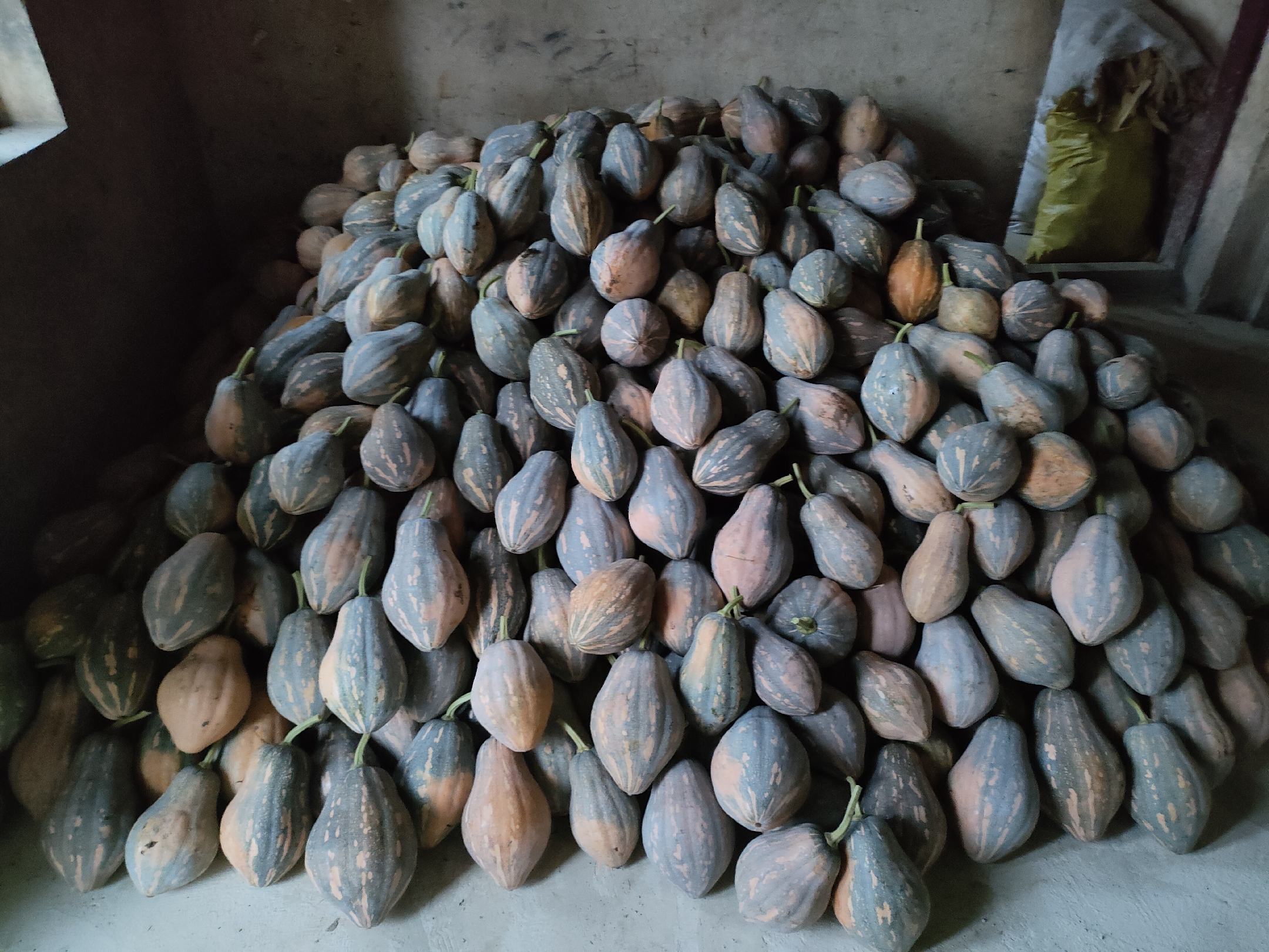 展示一颗成熟香芋南瓜的外观,表皮呈橘黄色,表面有轻微纹理,整体饱满圆润 香芋南瓜特写