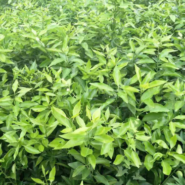 爱媛38号苗红美人果冻橙树苗包品种包技术基地直发