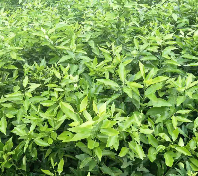 爱媛38号苗红美人果冻橙树苗包品种包技术基地直发