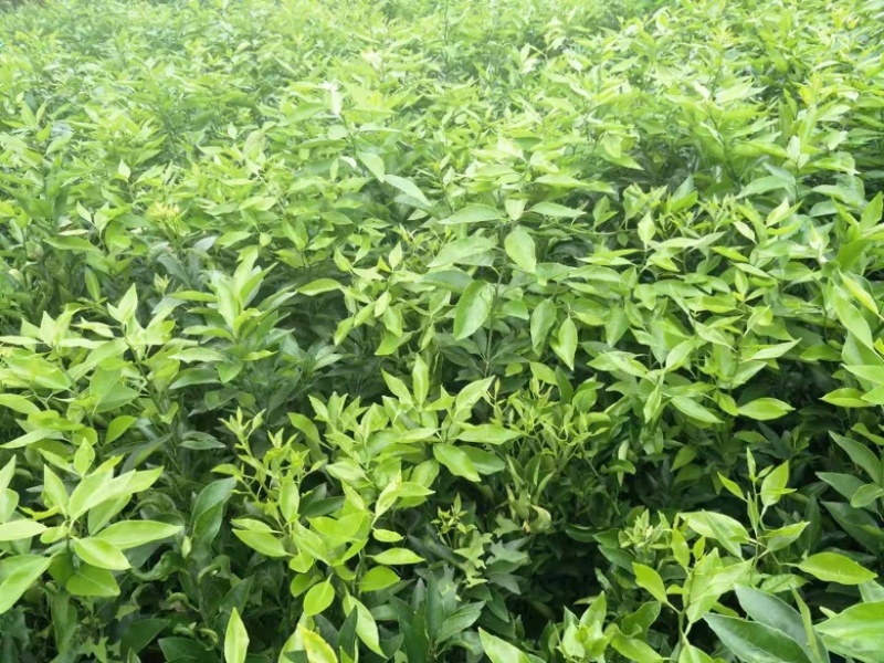 爱媛38号苗红美人果冻橙树苗包品种包技术基地直发