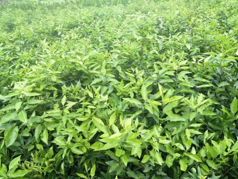 爱媛38号苗红美人果冻橙树苗包品种包技术基地直发