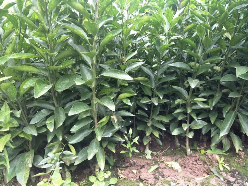爱媛38号苗红美人果冻橙树苗包品种包技术基地直发