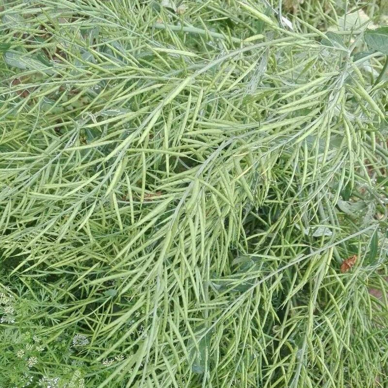 南马滁核杂1号油菜种籽子甘蓝型大籽油菜籽耐寒农家大田秋播