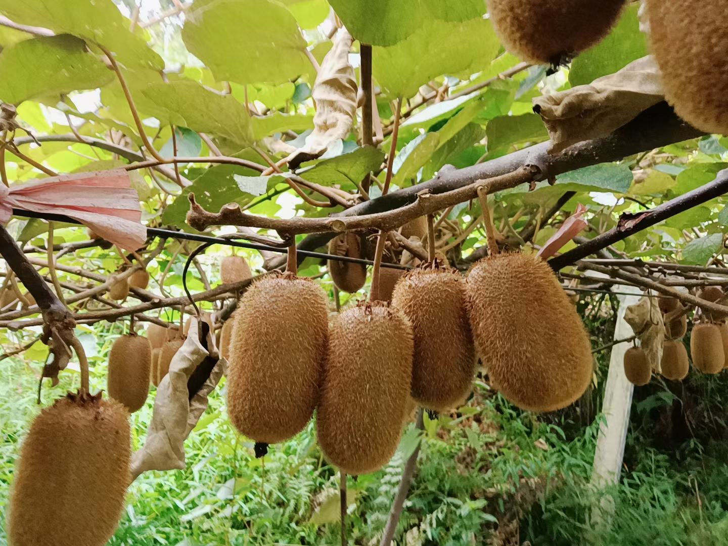 贵长猕猴桃与徐香猕猴桃对比图