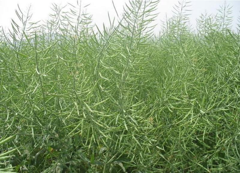南马滁核杂1号油菜种籽子甘蓝型大籽油菜籽耐寒农家大田秋播