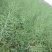 南马滁核杂1号油菜种籽子甘蓝型大籽油菜籽耐寒农家大田秋播