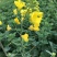 南马滁核杂1号油菜种籽子甘蓝型大籽油菜籽耐寒农家大田秋播