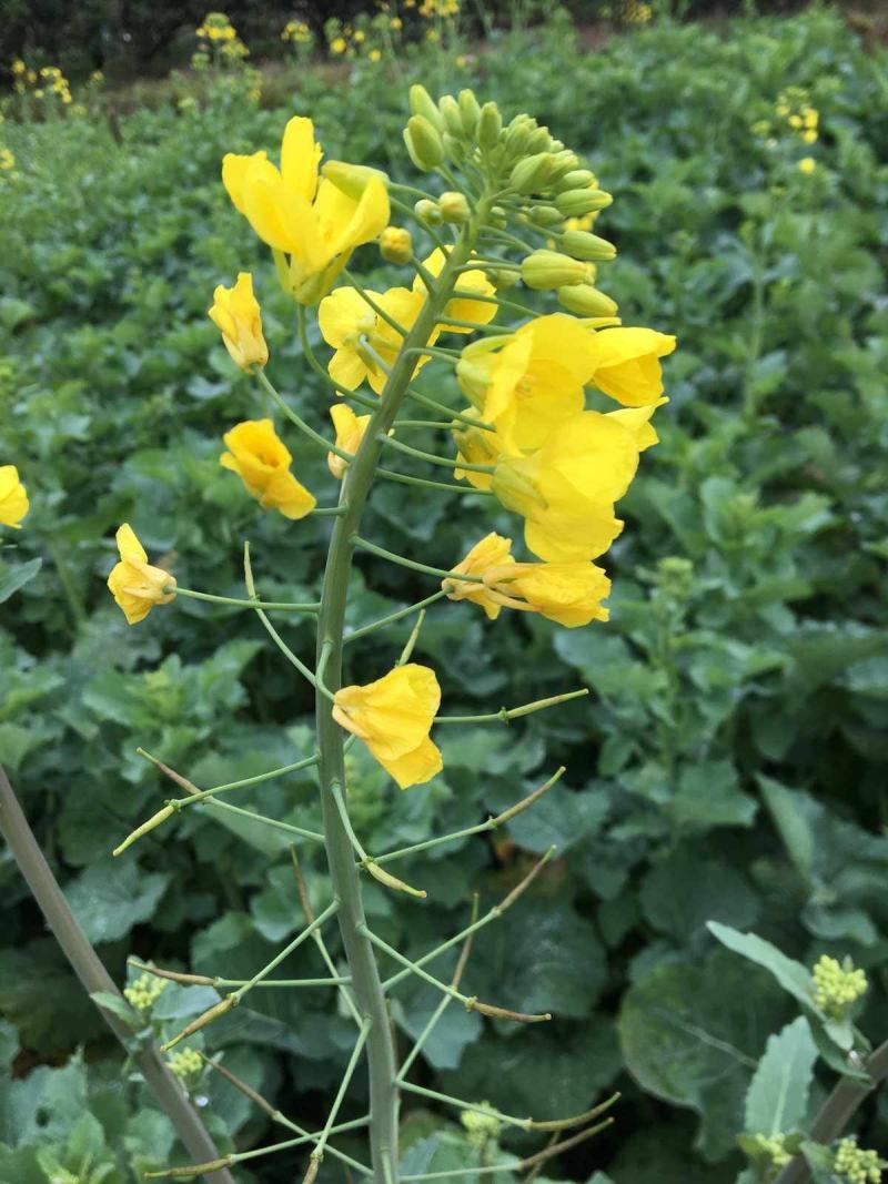 南马滁核杂1号油菜种籽子甘蓝型大籽油菜籽耐寒农家大田秋播