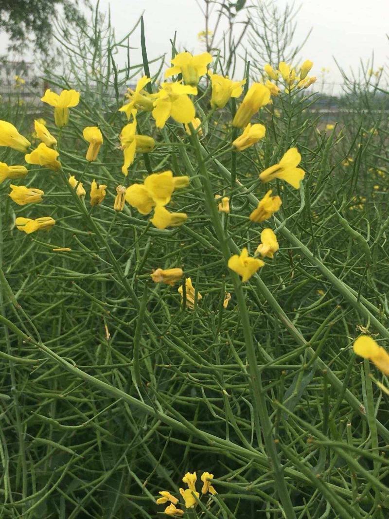 南马滁核杂1号油菜种籽子甘蓝型大籽油菜籽耐寒农家大田秋播