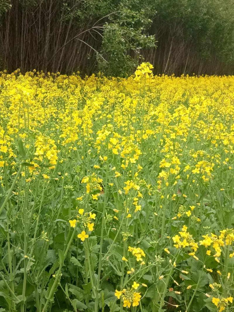 南马滁核杂1号油菜种籽子甘蓝型大籽油菜籽耐寒农家大田秋播