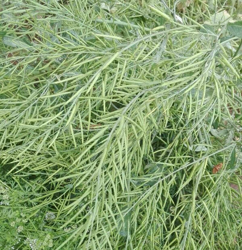南马滁核杂1号油菜种籽子甘蓝型大籽油菜籽耐寒农家大田秋播