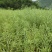 南马滁核杂1号油菜种籽子甘蓝型大籽油菜籽耐寒农家大田秋播