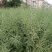 南马滁核杂1号油菜种籽子甘蓝型大籽油菜籽耐寒农家大田秋播