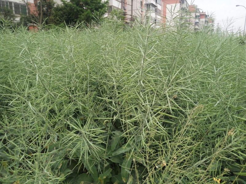 南马滁核杂1号油菜种籽子甘蓝型大籽油菜籽耐寒农家大田秋播