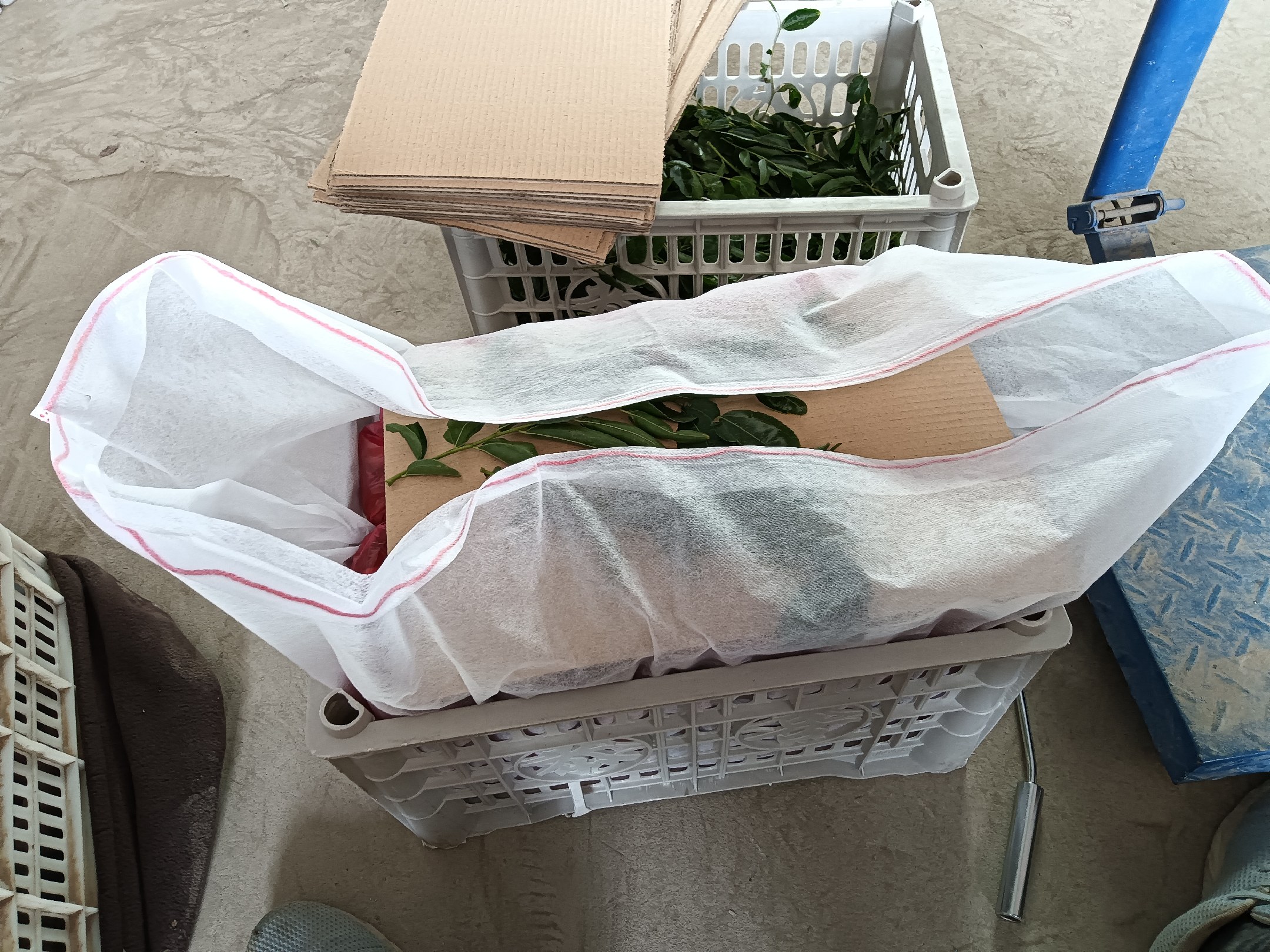 左侧为未套袋冬枣果实,右侧为套袋后的健康果实 冬枣果实套袋前后对比图