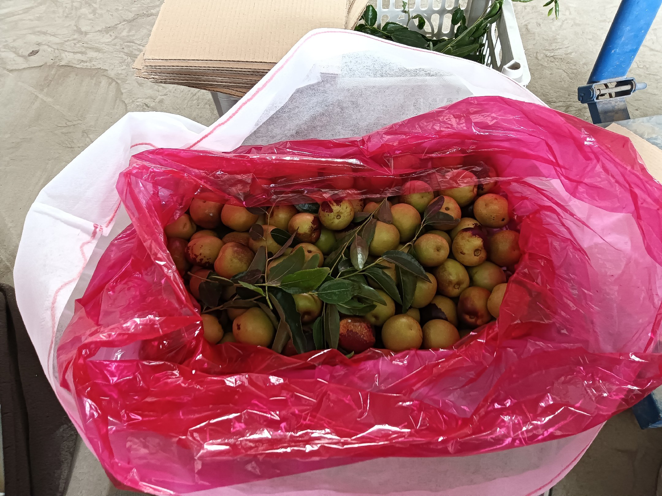 十枣汤药材组合图