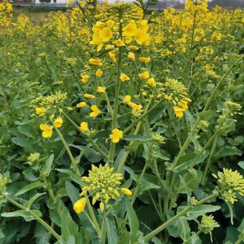 陕油19号油菜籽种子陕西油菜花种籽榨油香非转基因油菜种子