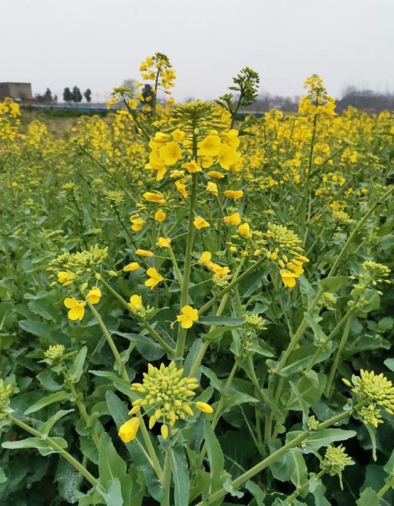 陕油19号油菜籽种子陕西油菜花种籽榨油香非转基因油菜种子
