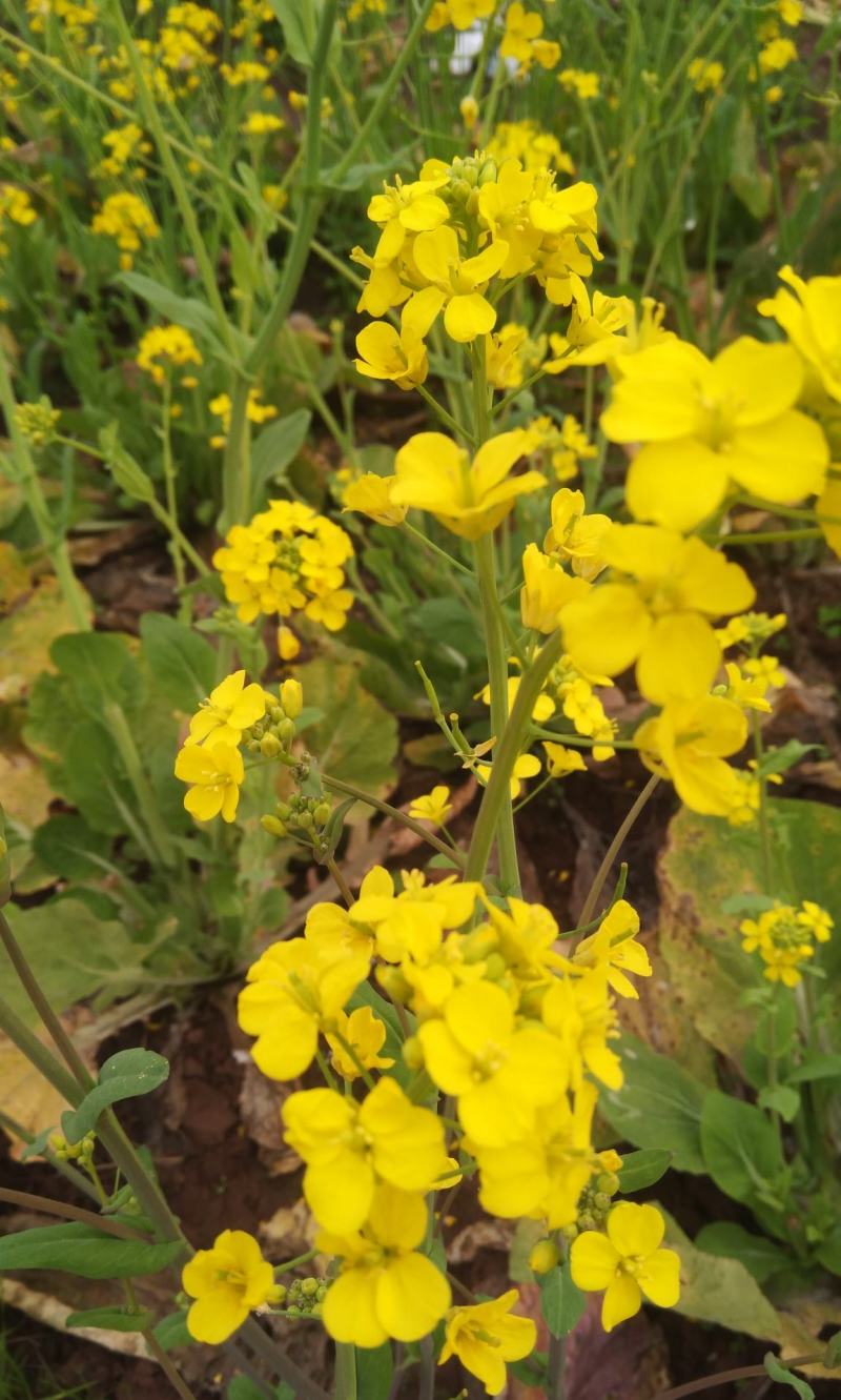 陕油19号油菜籽种子陕西油菜花种籽榨油香非转基因油菜种子