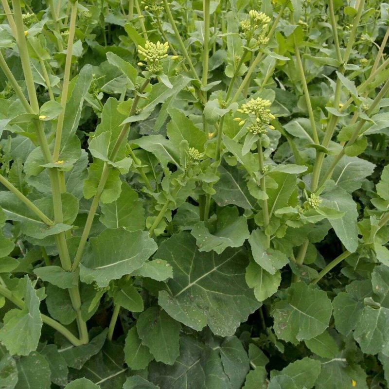 正油1号油菜籽种四川油菜种子秋冬季甘蓝型油菜种籽高产