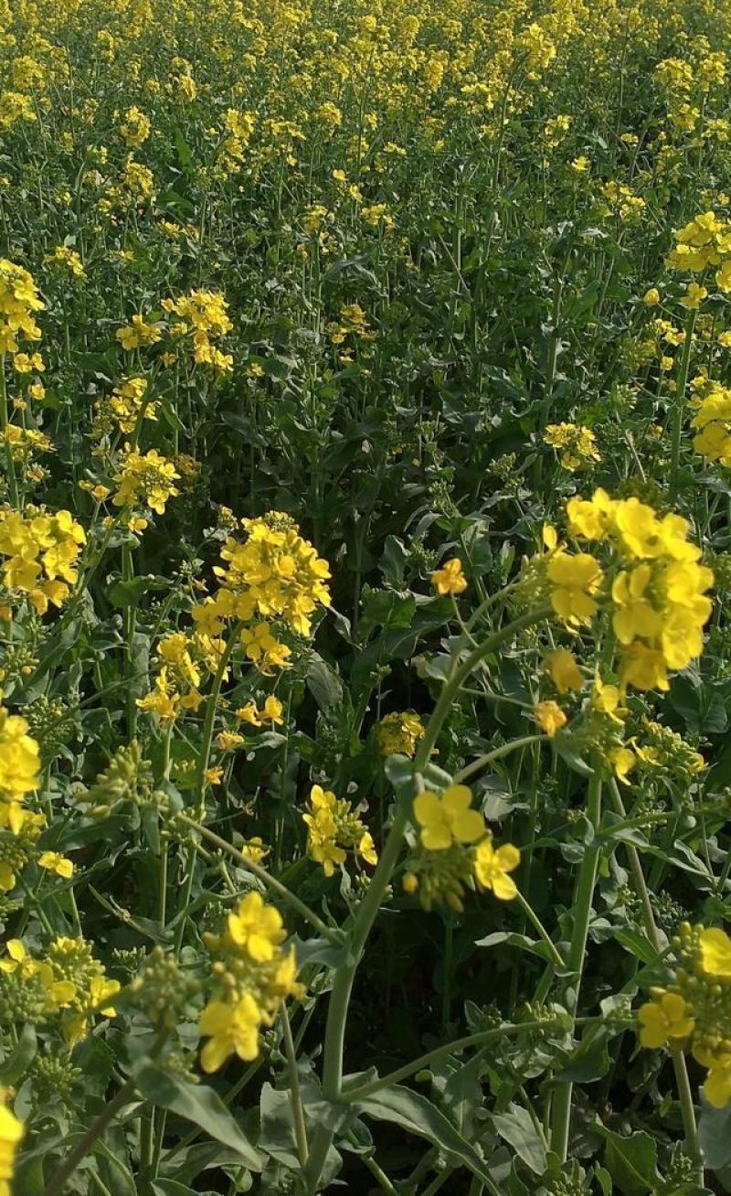 正油1号油菜籽种四川油菜种子秋冬季甘蓝型油菜种籽高产