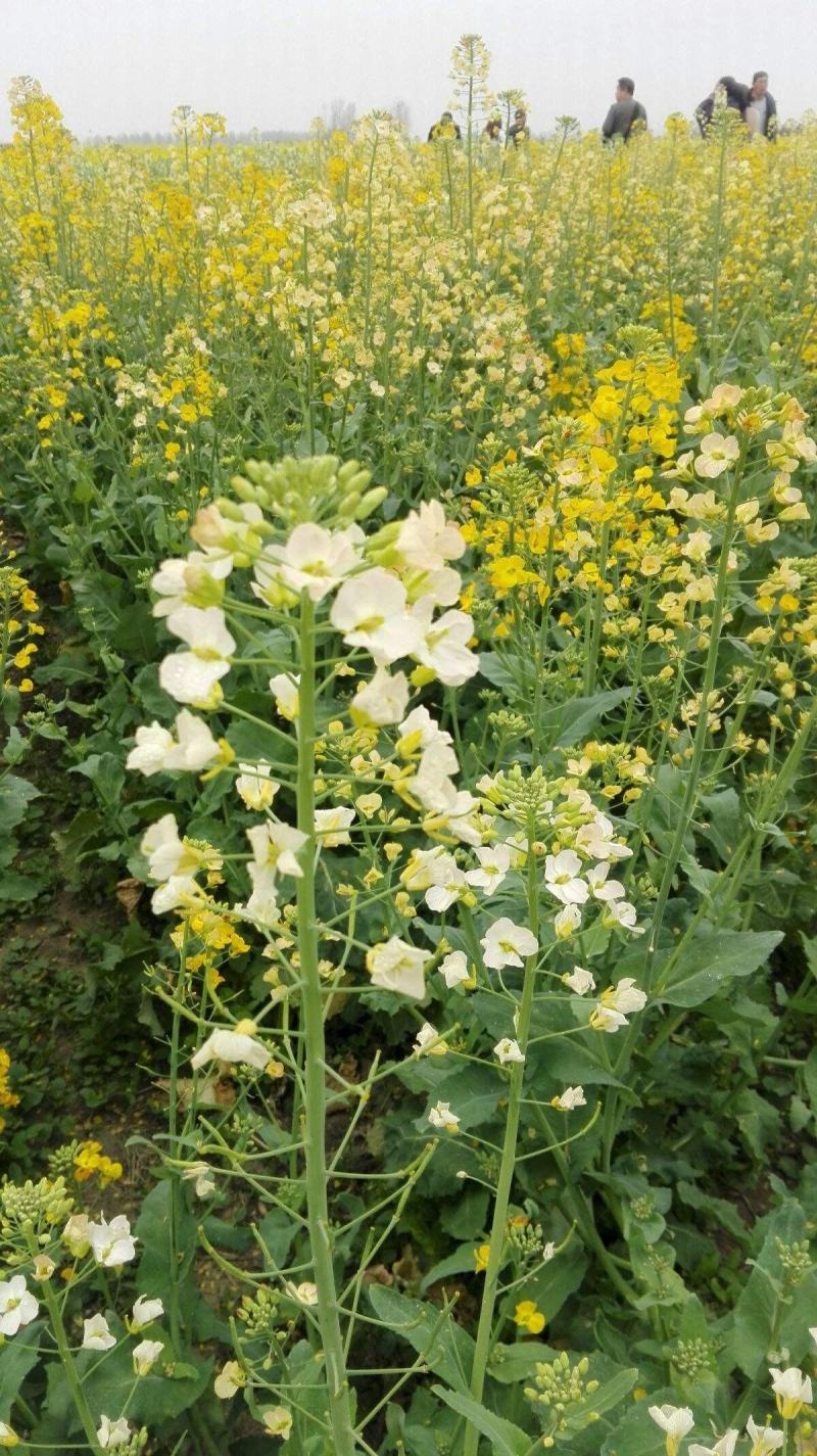 正油1号油菜籽种四川油菜种子秋冬季甘蓝型油菜种籽高产