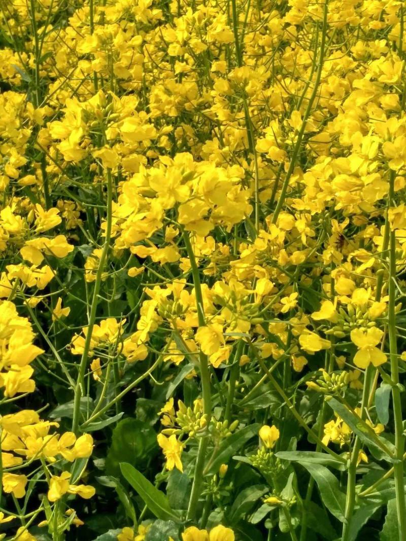 正油1号油菜籽种四川油菜种子秋冬季甘蓝型油菜种籽高产