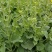 正油1号油菜籽种四川油菜种子秋冬季甘蓝型油菜种籽高产