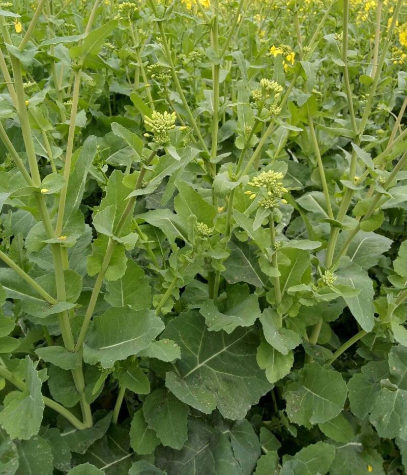 正油1号油菜籽种四川油菜种子秋冬季甘蓝型油菜种籽高产