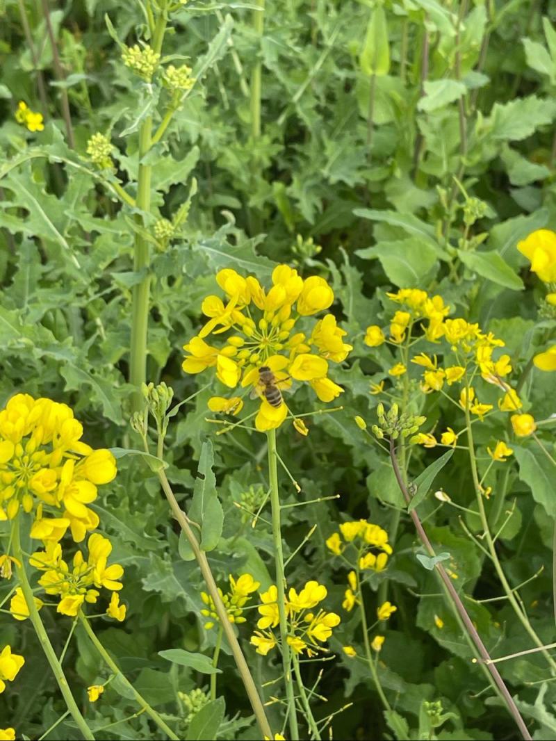 正油1号油菜籽种四川油菜种子秋冬季甘蓝型油菜种籽高产