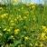 正油1号油菜籽种四川油菜种子秋冬季甘蓝型油菜种籽高产