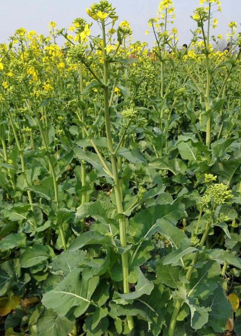 正油1号油菜籽种四川油菜种子秋冬季甘蓝型油菜种籽高产